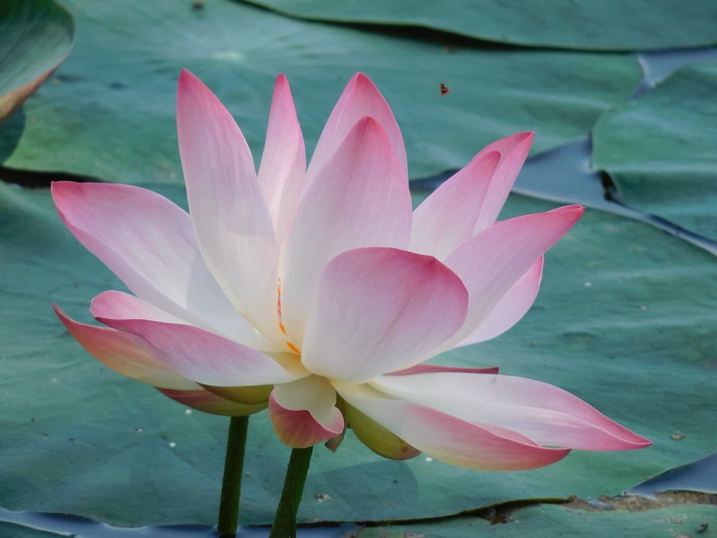 A lotus in flower on a temple pond at Lepakshi